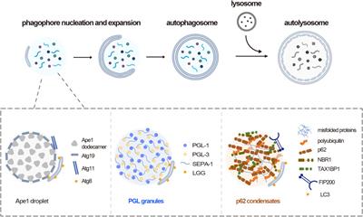 Phase Separation in Regulation of Autophagy